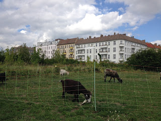 berlingoats